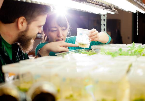 Students looking at plant specimens