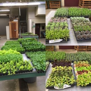 VIU Horticulture, Vancouver Island University, Horticulture, VIU, VIU Plant Shop