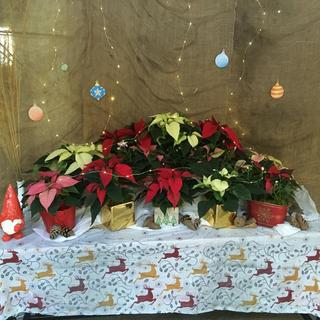 VIU Horticulture, Vancouver Island University, Poinsettias
