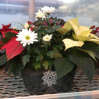 VIU Horticulture, Vancouver Island University, Poinsettias