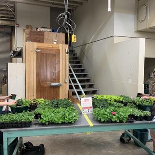 VIU Horticulture students potting annual plants for spring plant sale