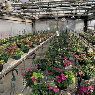 VIU Horticulture spring 2021 hanging basket crop