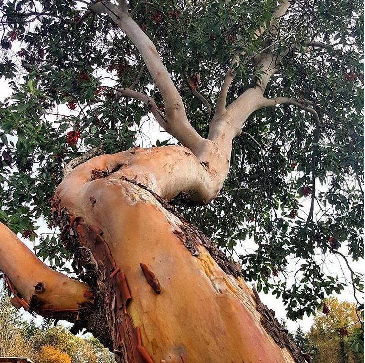 Pacific madrone (arbutus, madrona, madroño) is a iconic and beautiful species of the Pacific Northwest. Arbutus trunk and understory