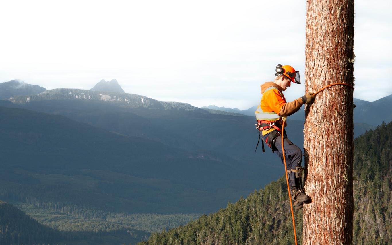Young man climbing a tall tree using ropes. 